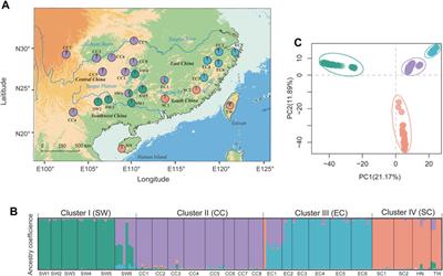 Using landscape genomics to assess local adaptation and genomic vulnerability of a perennial herb Tetrastigma hemsleyanum (Vitaceae) in subtropical China